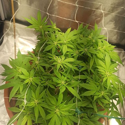 Sweet ZZ growlog photo: Rega da planta, retirada de todos os arames de treino.