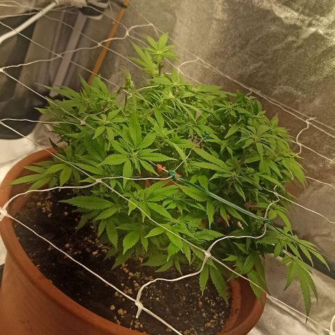 Sweet ZZ growlog photo: Rega da planta, retirada de todos os arames de treino.