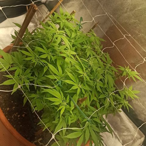 Sweet ZZ growlog photo: Rega da planta, retirada de todos os arames de treino.