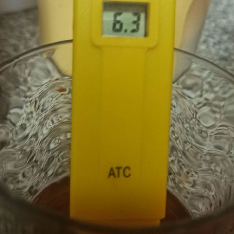 Sweet ZZ growlog photo: Rega da planta, retirada de todos os arames de treino.