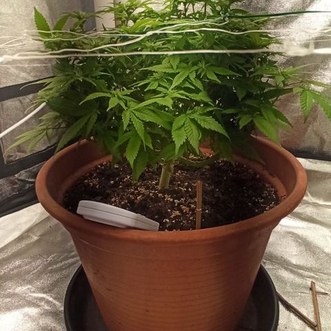 Sweet ZZ growlog timeline photo