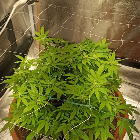 Sweet ZZ growlog timeline photo