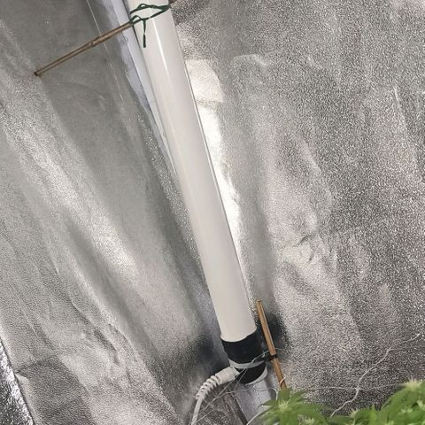 Sweet ZZ growlog photo: Utilização do aquecedor para manter ambiente quente e na tentativa de baixar HR, neste momento ronda 70%
