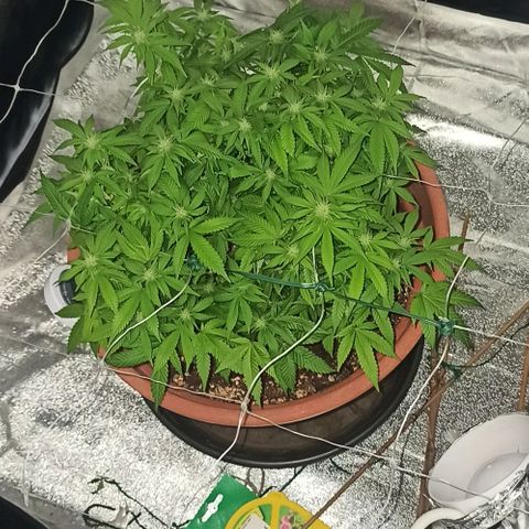 Sweet ZZ growlog photo: Utilização do aquecedor para manter ambiente quente e na tentativa de baixar HR, neste momento ronda 70%
