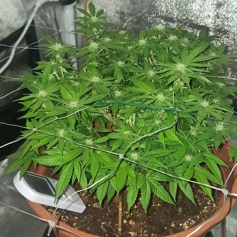 Sweet ZZ growlog photo: Temp: 20/23°C
HR: 50/70%