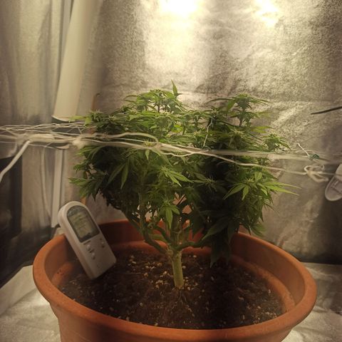 Sweet ZZ growlog photo: Poda de algumas folhas lança na tentativa de maior penetração de luz e de menor % de HR

