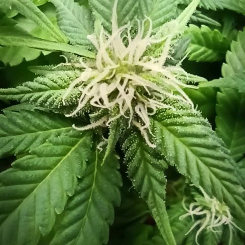 Sweet ZZ growlog photo: Poda de algumas folhas lança na tentativa de maior penetração de luz e de menor % de HR
