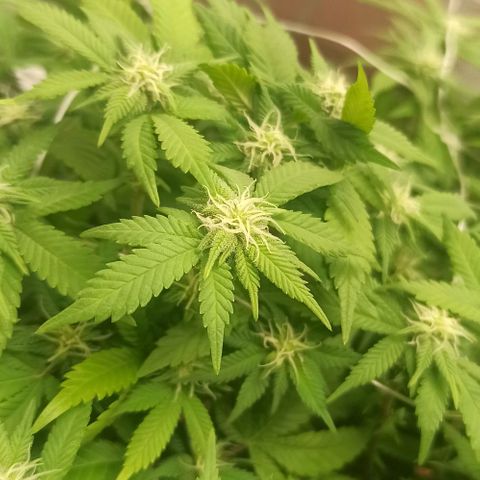 Sweet ZZ growlog photo: Poda de algumas folhas lança na tentativa de maior penetração de luz e de menor % de HR
