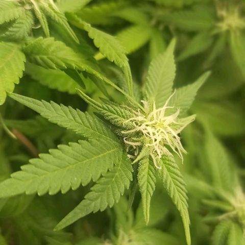 Sweet ZZ growlog photo: Poda de algumas folhas lança na tentativa de maior penetração de luz e de menor % de HR
