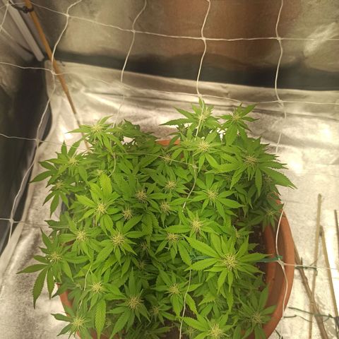 Sweet ZZ growlog photo: Poda de algumas folhas lança na tentativa de maior penetração de luz e de menor % de HR
