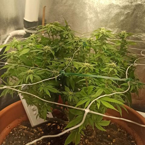 Sweet ZZ growlog timeline photo