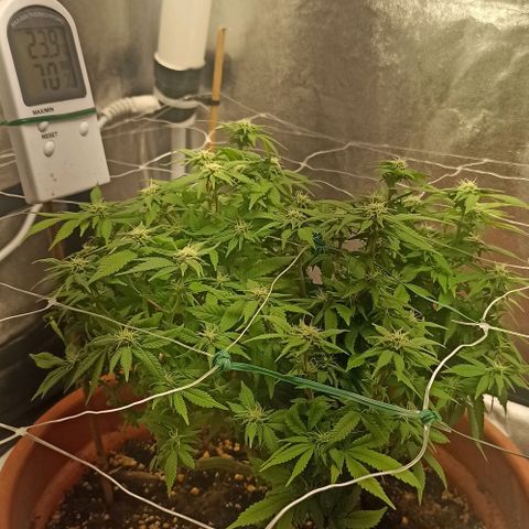 Sweet ZZ growlog timeline photo