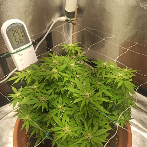 Sweet ZZ growlog timeline photo