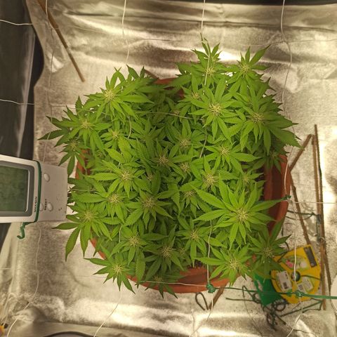 Sweet ZZ growlog timeline photo