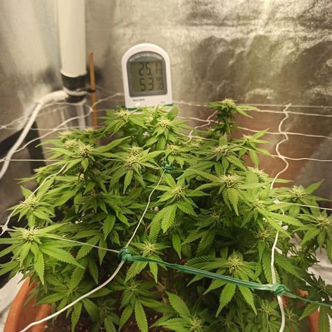 Sweet ZZ growlog timeline photo