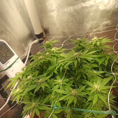 Sweet ZZ growlog timeline photo