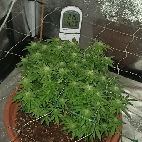 Sweet ZZ growlog timeline photo