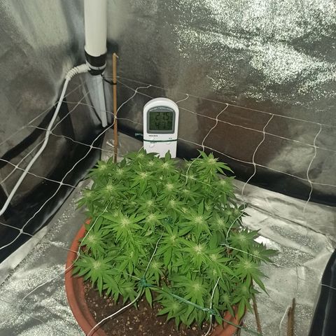 Sweet ZZ growlog timeline photo