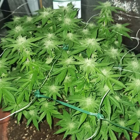 Sweet ZZ growlog timeline photo