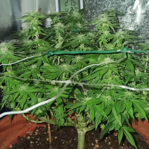 Sweet ZZ growlog timeline photo