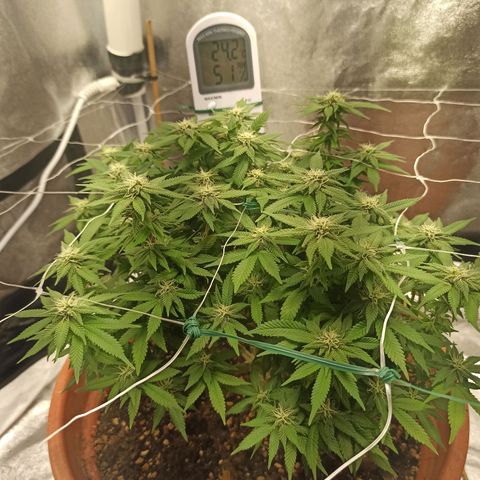 Sweet ZZ growlog timeline photo