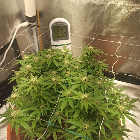 Sweet ZZ growlog timeline photo