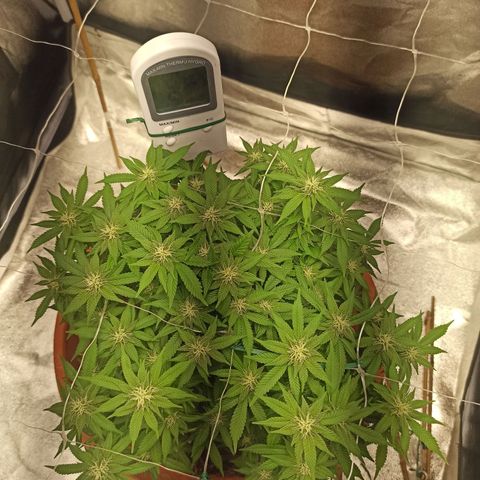 Sweet ZZ growlog timeline photo