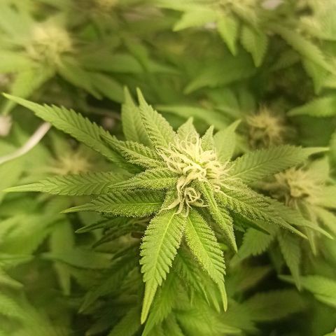 Sweet ZZ growlog timeline photo