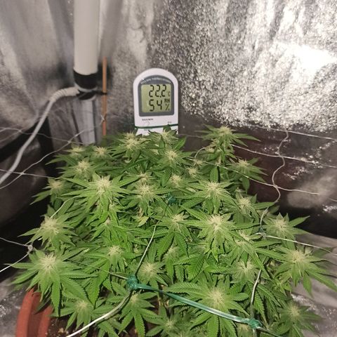 Sweet ZZ growlog timeline photo