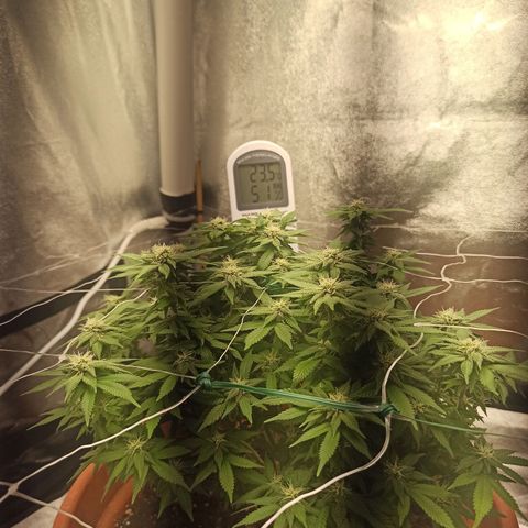 Sweet ZZ growlog timeline photo