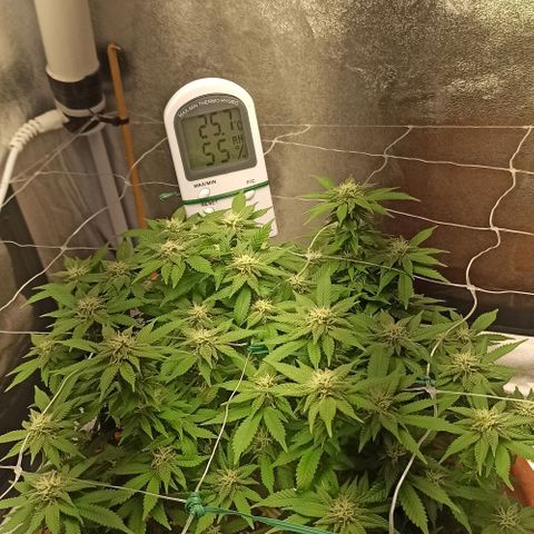 Sweet ZZ growlog timeline photo