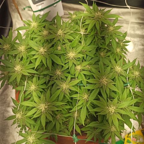 Sweet ZZ growlog timeline photo