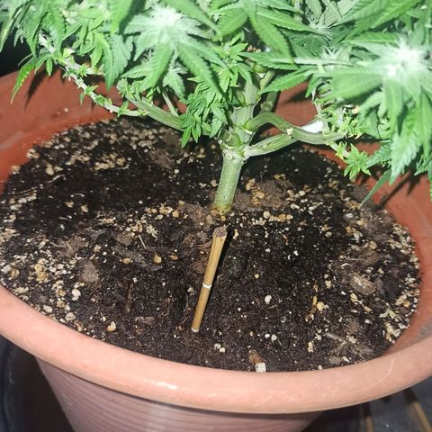 Sweet ZZ growlog timeline photo