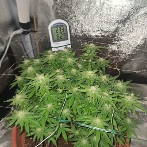 Sweet ZZ growlog timeline photo