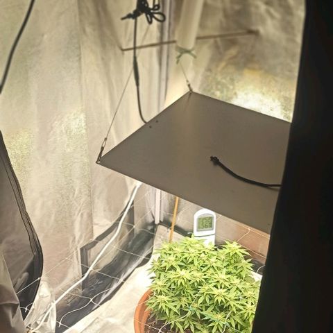 Sweet ZZ growlog photo: Looking good