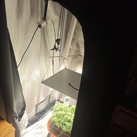 Sweet ZZ growlog photo: Looking good