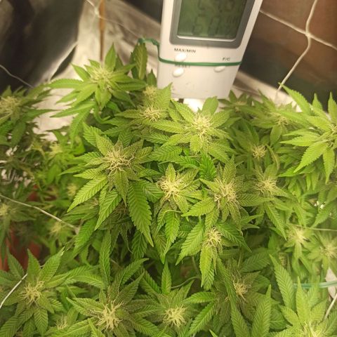 Sweet ZZ growlog photo: Abertura de ramos para expor mais brotos á luz