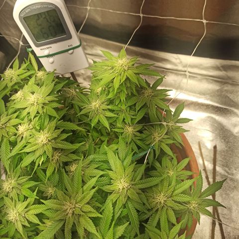 Sweet ZZ growlog photo: Abertura de ramos para expor mais brotos á luz