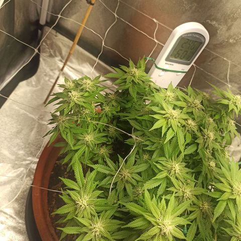 Sweet ZZ growlog photo: Abertura de ramos para expor mais brotos á luz