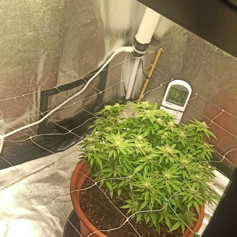 Sweet ZZ growlog photo: Abertura de ramos para expor mais brotos á luz