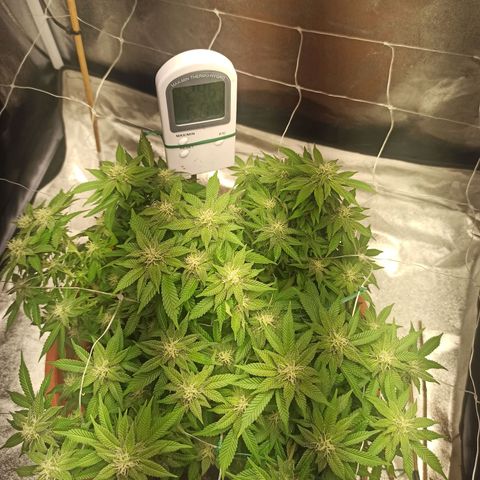 Sweet ZZ growlog photo: Abertura de ramos para expor mais brotos á luz