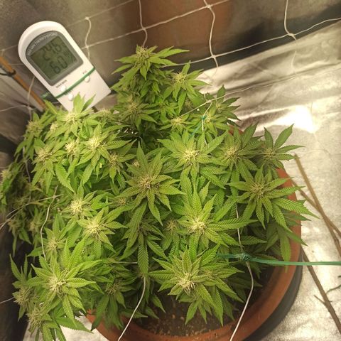 Sweet ZZ growlog photo: Abertura de ramos para expor mais brotos á luz