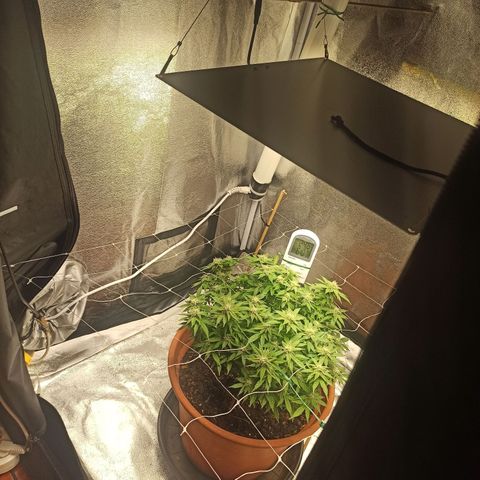 Sweet ZZ growlog photo: Abertura de ramos para expor mais brotos á luz
