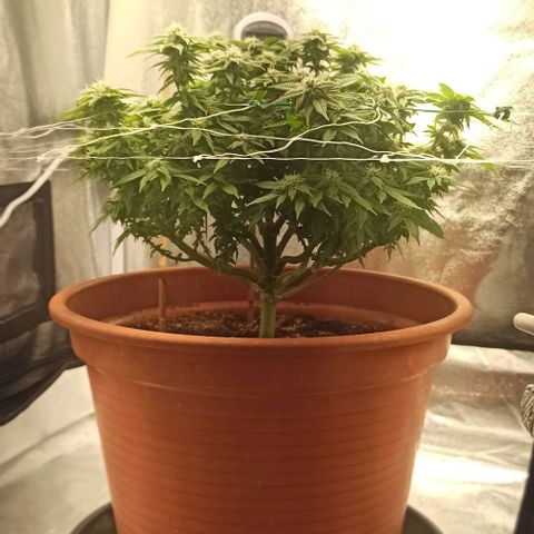 Sweet ZZ growlog photo: Pequeno aparamento de folhas 