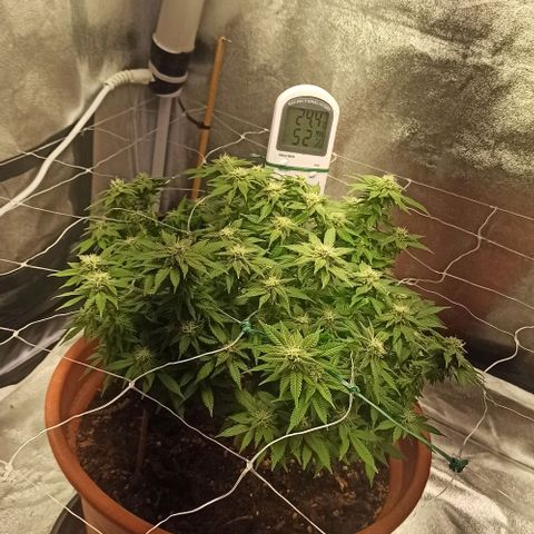 Sweet ZZ growlog photo: Pequeno aparamento de folhas 