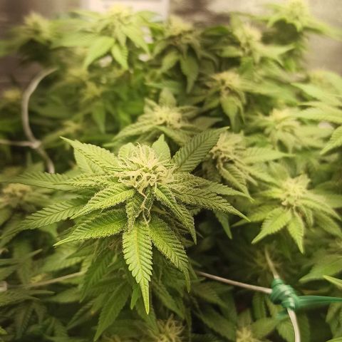 Sweet ZZ growlog photo: Pequeno aparamento de folhas 