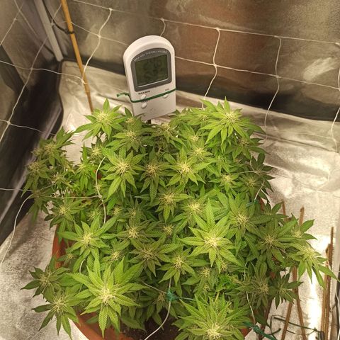 Sweet ZZ growlog photo: Pequeno aparamento de folhas 