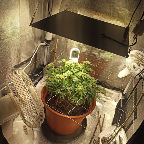 Sweet ZZ growlog timeline photo