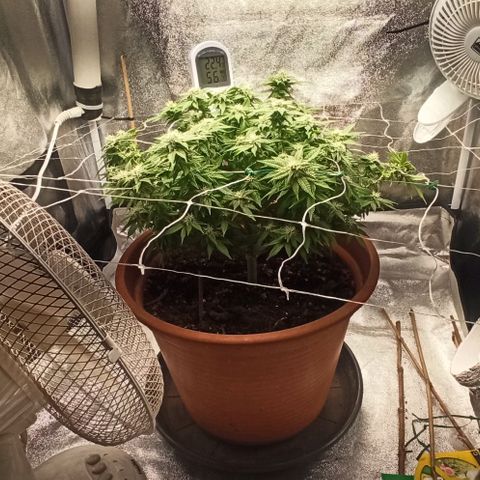 Sweet ZZ growlog timeline photo