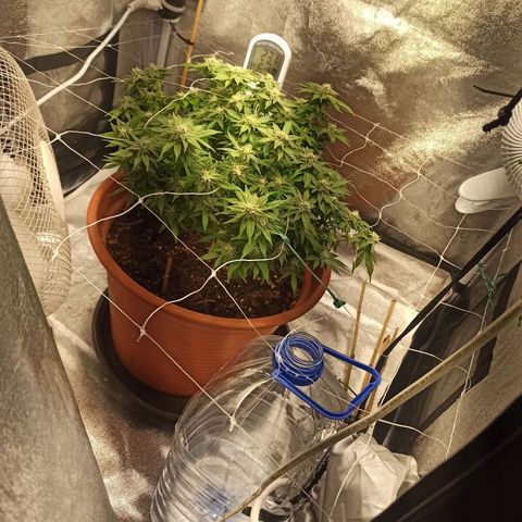 Sweet ZZ growlog timeline photo